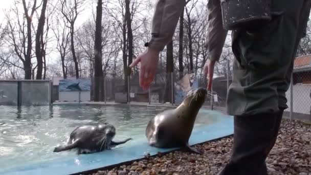 斑海豹 (海豹属 vitulina) 培训 — 图库视频影像