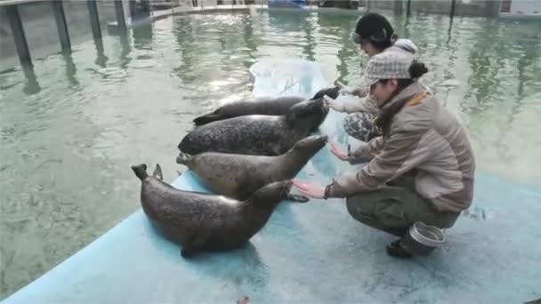Treinamento de foca-do-porto (Phoca vitulina) — Vídeo de Stock