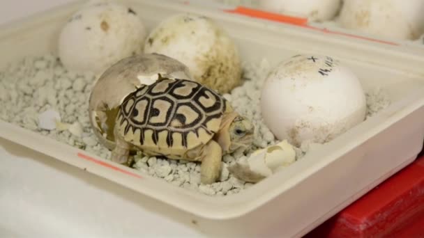 Leopard tortoise (Stigmochelys or Geochelone pardalis) baby — Stock Video