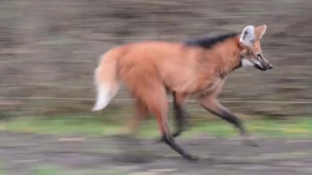 Lobo de crin (Chrysocyon brachyurus ) — Vídeo de stock