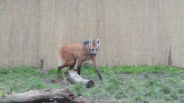 Малый волк (Chrysocyon brachyurus) ) — стоковое видео