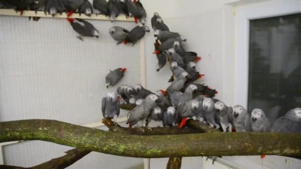 Tłum skonfiskowane African szary papugi (Psittacus erithacus) — Wideo stockowe