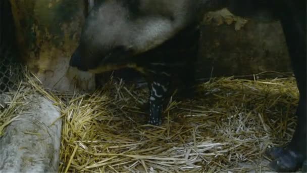 Baby tapir with parents — Stock Video