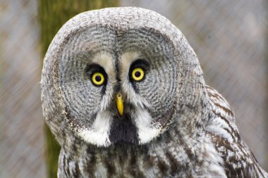 Great gray owl (Strix nebulosa) clipart
