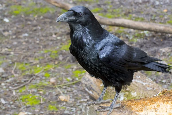 Равен (Corvus corax) ) — стоковое фото