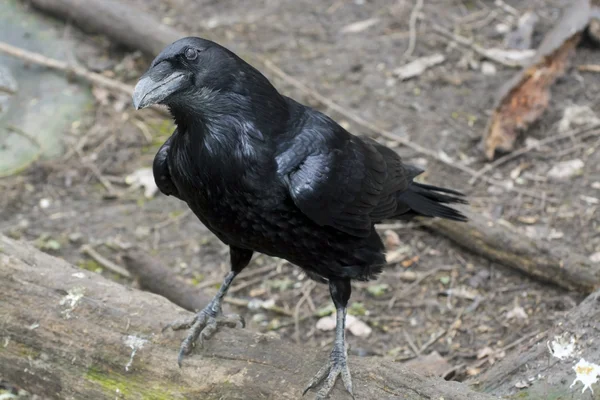 Holló (Corvus corax) — Stock Fotó