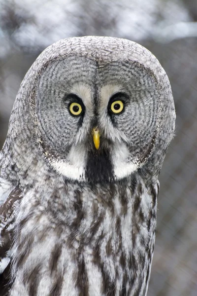 Great gray owl (Strix nebulosa) — Stock Photo, Image