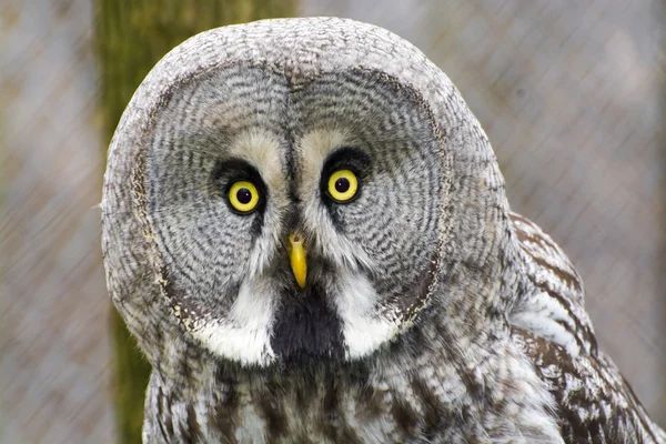 Great gray owl (Strix nebulosa) — Stock Photo, Image