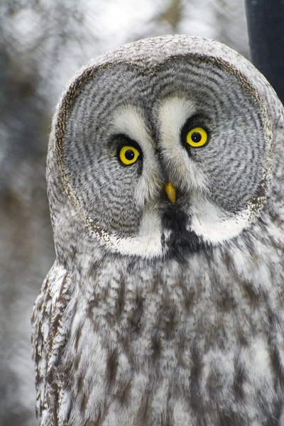 Great gray owl (Strix nebulosa) — Stock Photo, Image