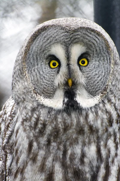 Great gray owl (Strix nebulosa) — Stock Photo, Image