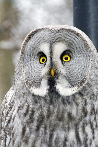 Great gray owl (Strix nebulosa) — Stock Photo, Image