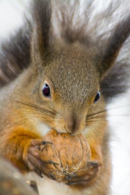  Avrasya kızıl sincabı (Sciurus vulgaris)