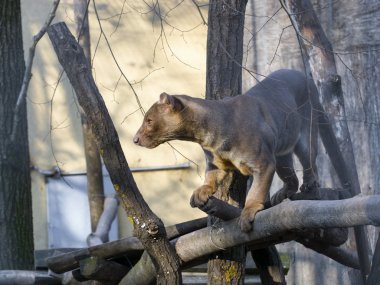 Fessalar (Cryptoprocta ferox)