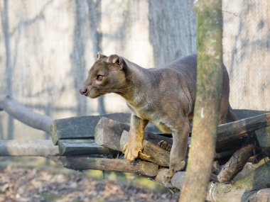 Fessalar (Cryptoprocta ferox)