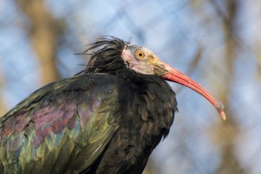 Kuzey kel Ibis (geronticus eremita)