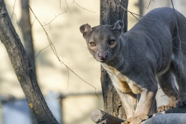 Fossa (Cryptoprocta ferox) — Fotografia de Stock