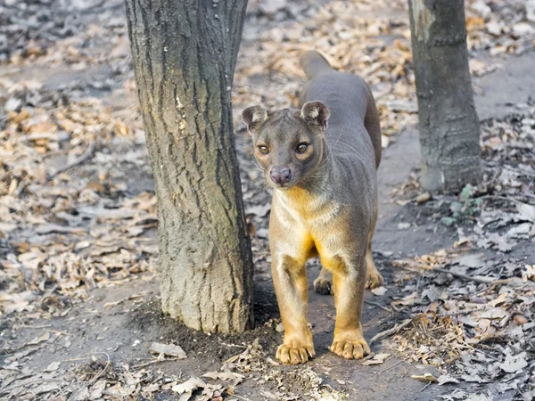 Fossa (Cryptoprocta ferox) — Stockfoto