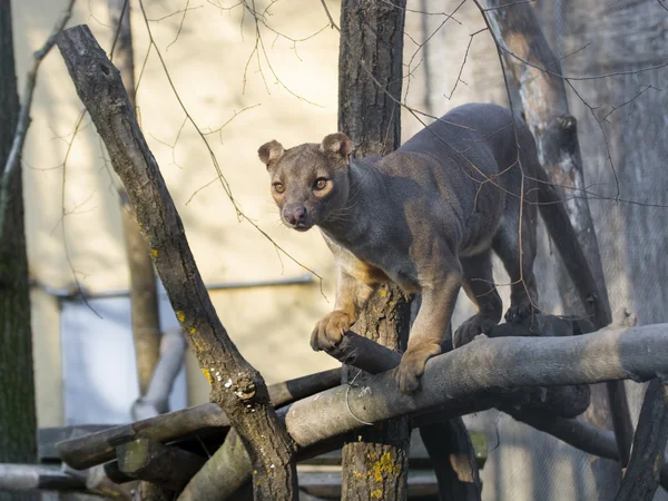 Fossa (Cryptoprocta ferox) ) — Photo