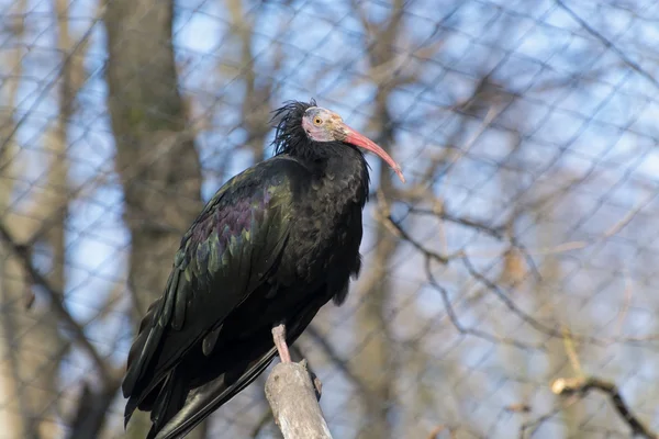 Northern bald ibis (Geronticus eremita) — Stock Photo, Image