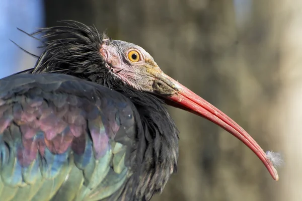 Severní plešatý ibis (geronticus eremita) — Stock fotografie