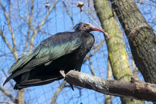 Northern bald ibis (Geronticus eremita) — Stock Photo, Image