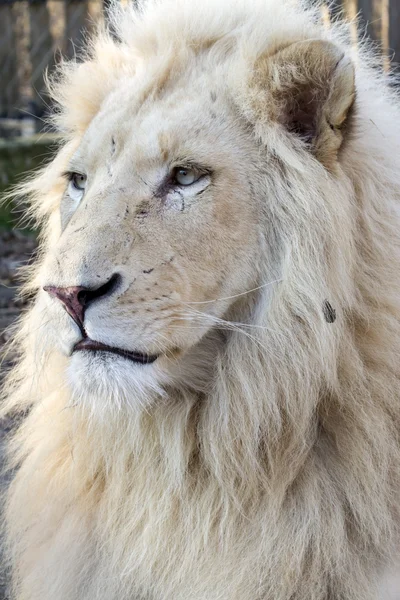 Vita lejon (Panthera leo krugeri) — Stockfoto