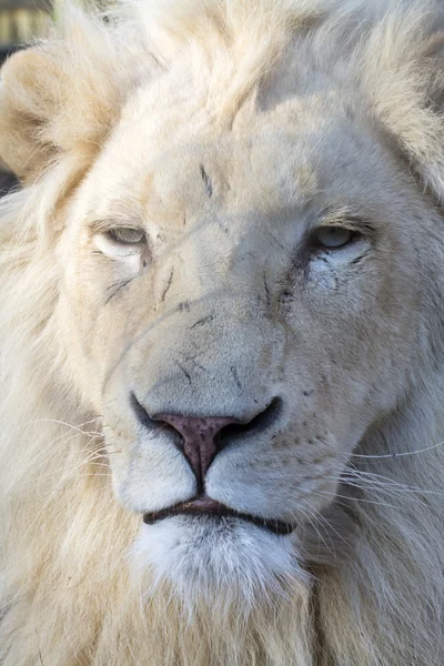 Vita lejon (Panthera leo krugeri) — Stockfoto