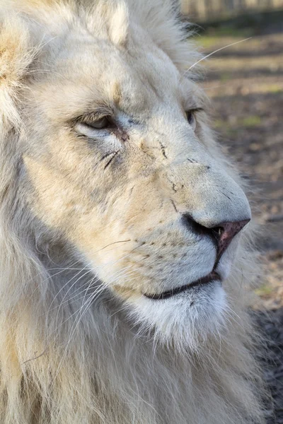 Witte Leeuw (Panthera leo krugeri) — Stockfoto