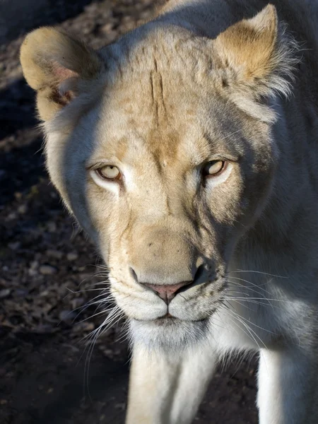 白い雌ライオン (ライオン krugeri) — ストック写真