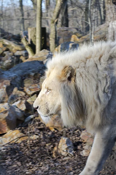 白いライオン (ライオン krugeri) — ストック写真