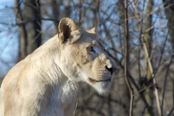 Leona blanca (Panthera leo krugeri ) —  Fotos de Stock