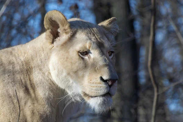 Leona blanca (Panthera leo krugeri ) —  Fotos de Stock