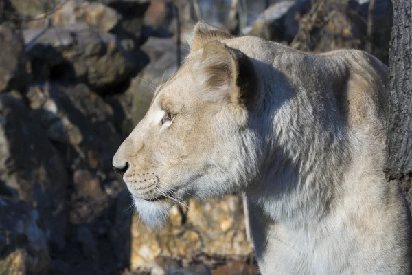 Vita lejoninnan (Panthera leo krugeri) — Stockfoto