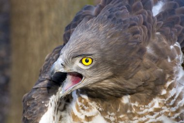 Kısa parmaklı yılan kartalı (Circaetus gallicus) 