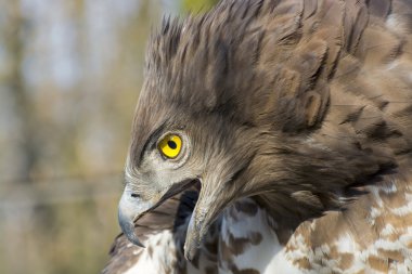 Kısa parmaklı yılan kartalı (Circaetus gallicus) 