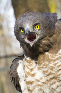 Kısa parmaklı yılan kartalı (Circaetus gallicus) 