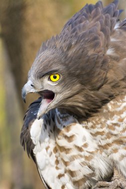 Kısa parmaklı yılan kartalı (Circaetus gallicus) 