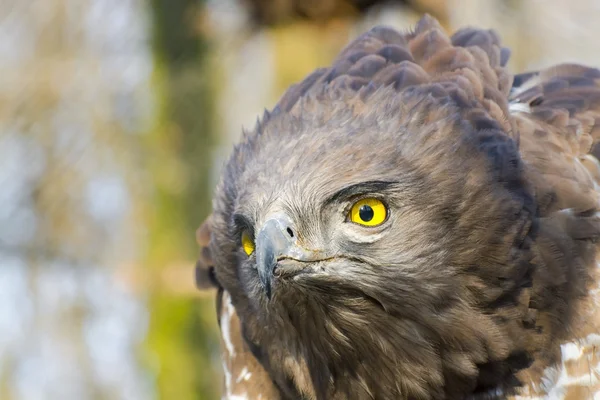 Kısa parmaklı yılan kartalı (Circaetus gallicus) — Stok fotoğraf