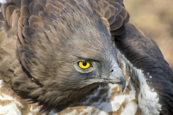 Vulturul de șarpe cu degetul scurt (Circaetus gallicus ) — Fotografie, imagine de stoc