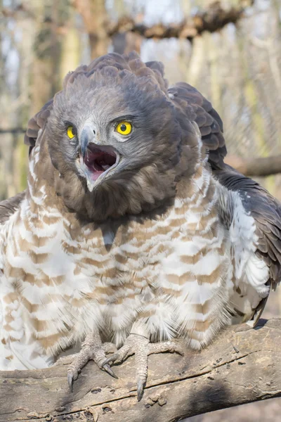 Short-toed snake eagle (Circaetus gallicus) — Stock Photo, Image