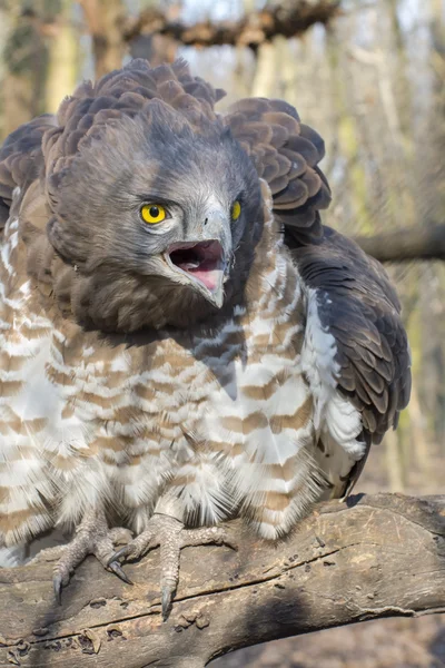 Short-toed snake eagle (Circaetus gallicus) — Stock Photo, Image