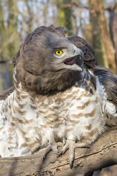 Short-toed snake eagle (Circaetus gallicus) — Stock Photo, Image