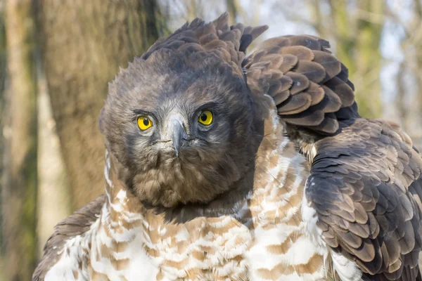 Kısa parmaklı yılan kartalı (Circaetus gallicus) — Stok fotoğraf