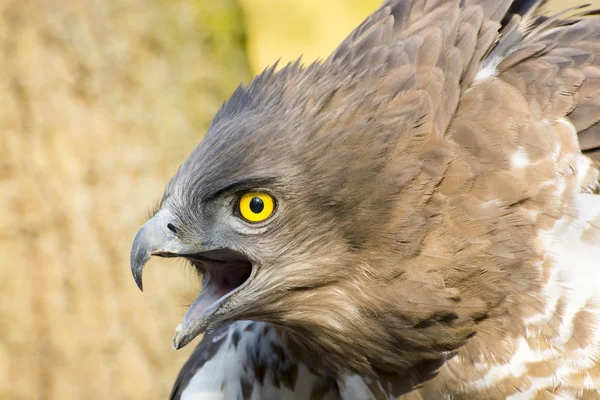 Short-toed snake eagle (Circaetus gallicus) — Stock Photo, Image