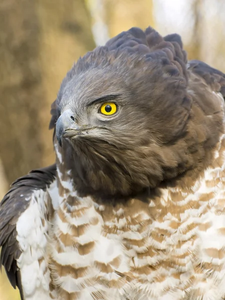 Vulturul de șarpe cu degetul scurt (Circaetus gallicus ) — Fotografie, imagine de stoc