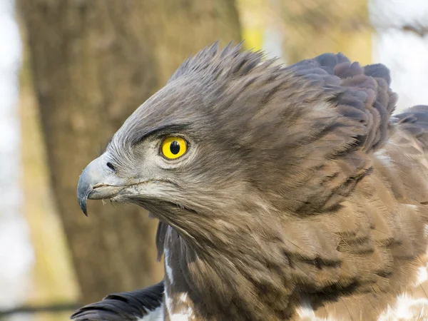 Short-toed snake eagle (Circaetus gallicus) — Stock Photo, Image