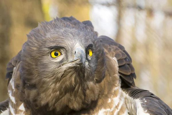 Short-toed snake eagle (Circaetus gallicus) — Stock Photo, Image