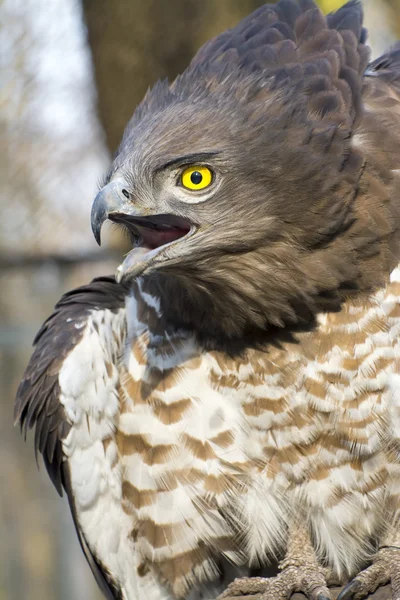 Vulturul de șarpe cu degetul scurt (Circaetus gallicus ) — Fotografie, imagine de stoc