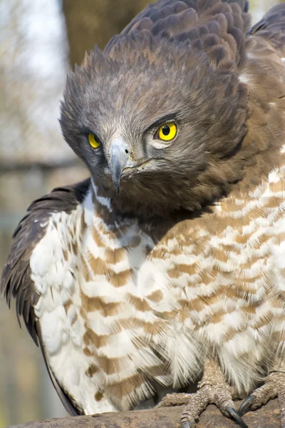 Kısa parmaklı yılan kartalı (Circaetus gallicus) — Stok fotoğraf