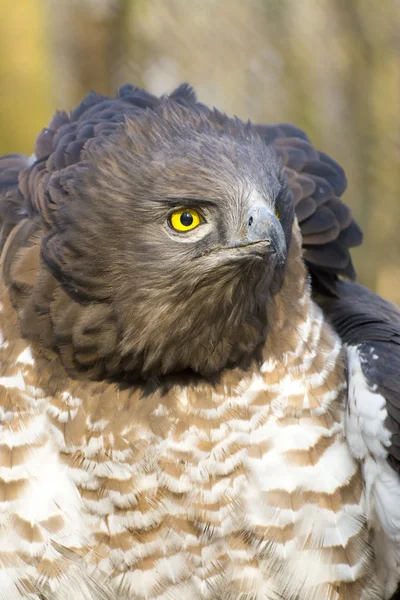 Kısa parmaklı yılan kartalı (Circaetus gallicus) — Stok fotoğraf